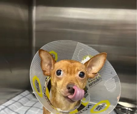 Summit Veterinary Hospital