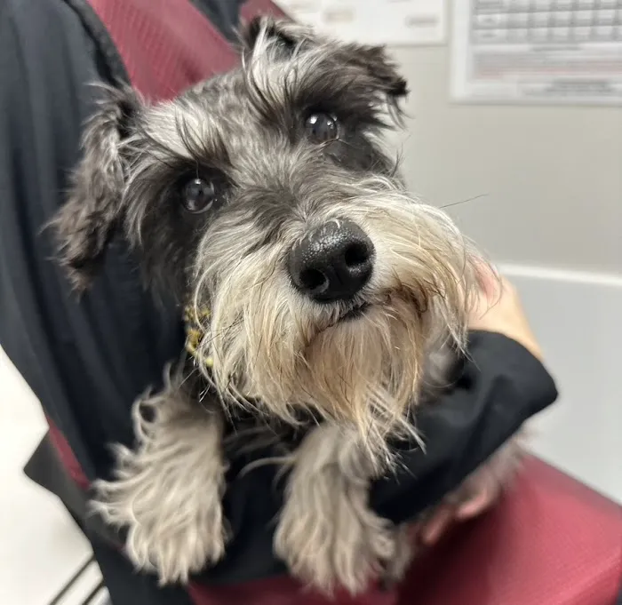 Summit Veterinary Hospital Picture 3
