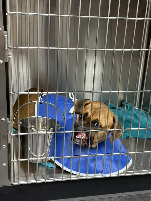 Summit Veterinary Hospital Picture 9