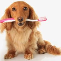 Van Stavern Small Animal Hospital ico