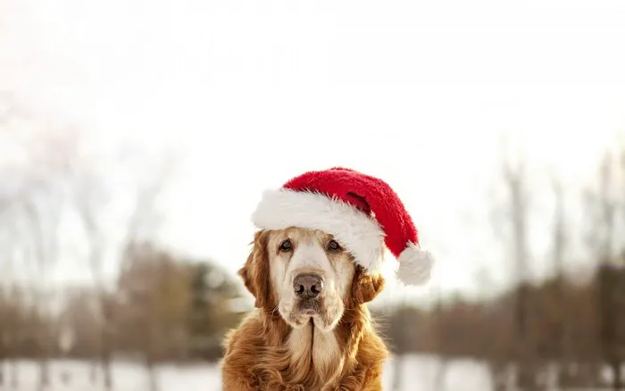Van Stavern Small Animal Hospital Picture 8