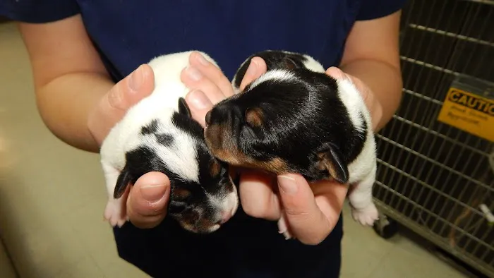 All Pets Veterinary Medical Center Picture 5