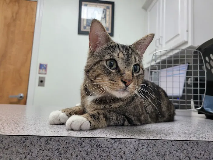 All Pets Veterinary Medical Center Picture 7