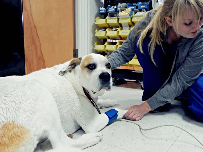 All Pets Veterinary Medical Center Picture 8