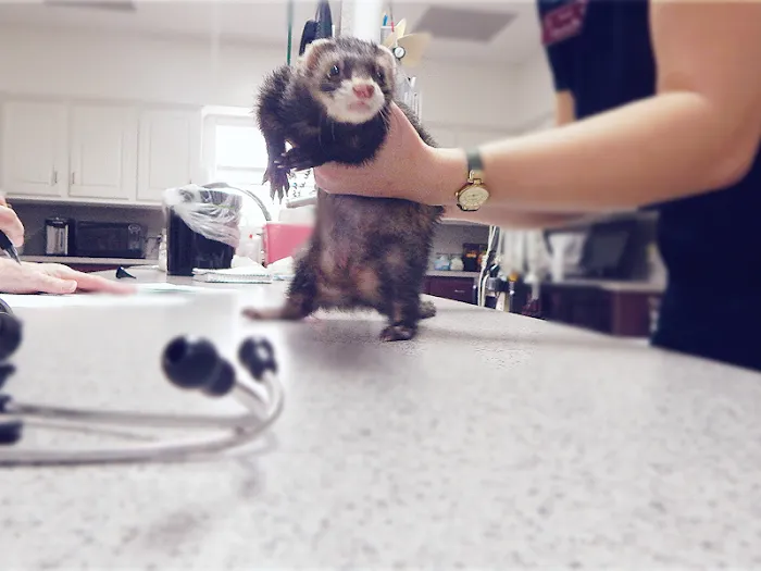 All Pets Veterinary Medical Center Picture 10