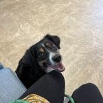 Southwood Valley Animal Hospital