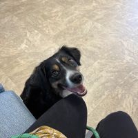 Southwood Valley Animal Hospital ico