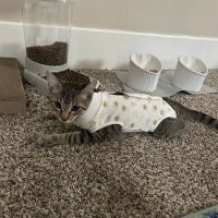 Anderson Ridge Veterinary Hospital ico
