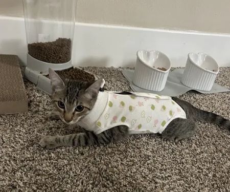 Anderson Ridge Veterinary Hospital