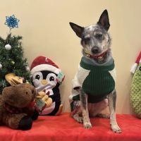 Vetco Total Care Animal Hospital ico