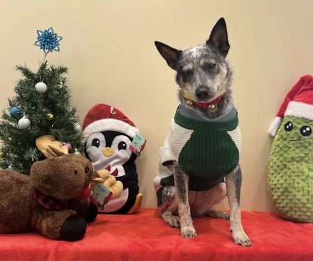 Vetco Total Care Animal Hospital