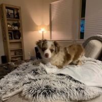 Bowers Veterinary Clinic ico