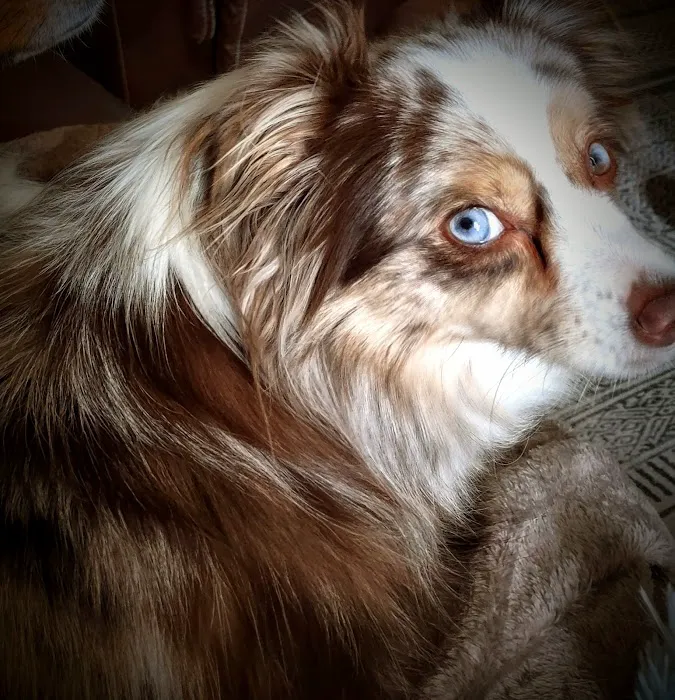 Bowers Veterinary Clinic Picture 7