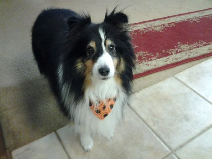 Bowers Veterinary Clinic Picture 8