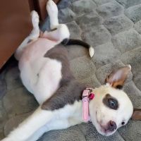 Sealy Animal Hospital ico