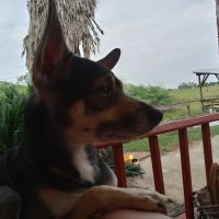 Sealy Veterinary Clinic ico