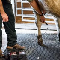 Brenham Veterinary Hospital ico