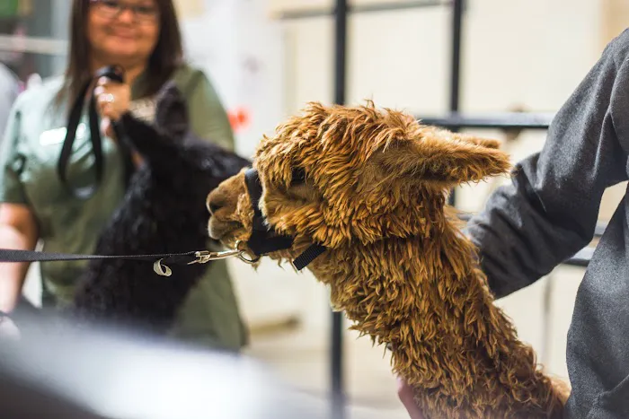 Brenham Veterinary Hospital Picture 4