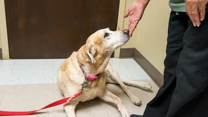 Brenham Veterinary Hospital Picture 9