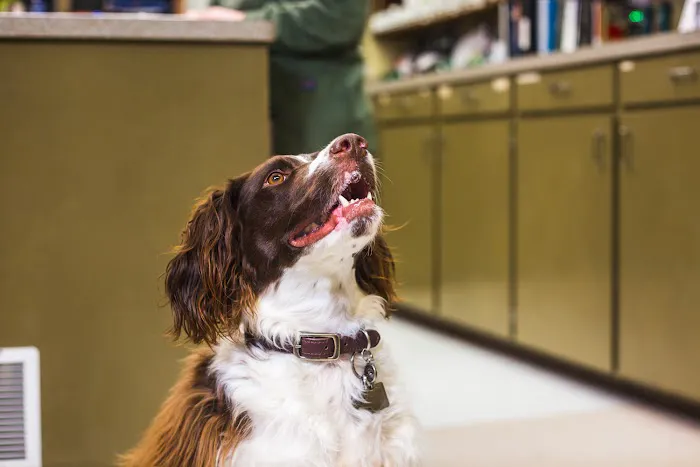 Brenham Veterinary Hospital Picture 8