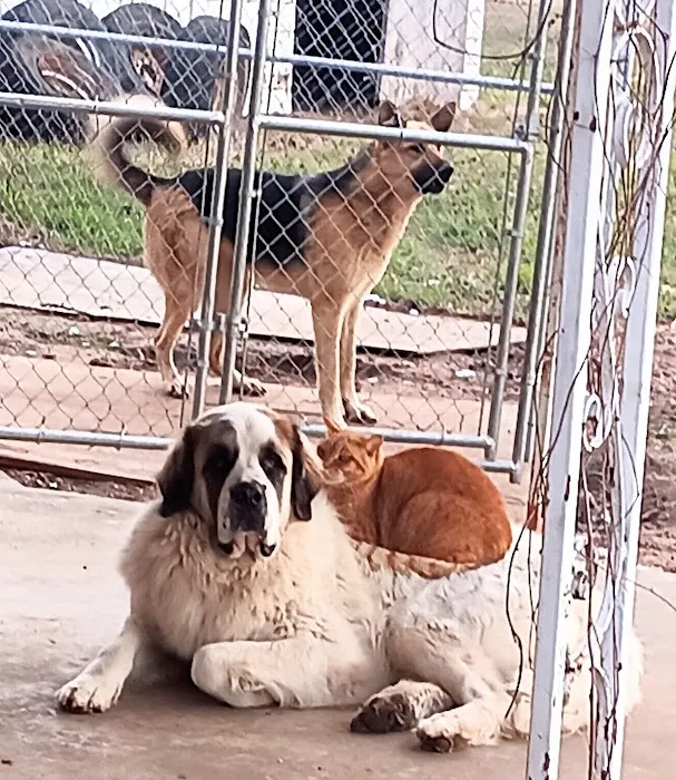 Animal Friends of Washington County veterinary clinic AND dog park Picture 6