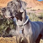 Sweetwater Veterinary Clinic