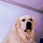VCA Aacacia Animal Hospital