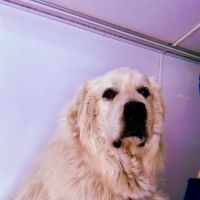 VCA Aacacia Animal Hospital ico