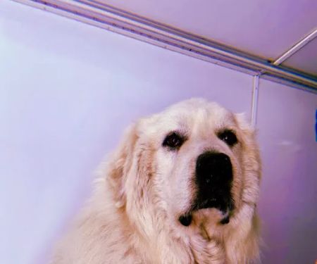 VCA Aacacia Animal Hospital