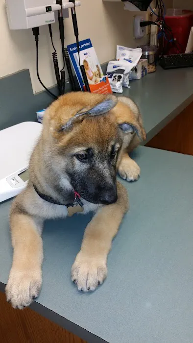 VCA Aacacia Animal Hospital Picture 2