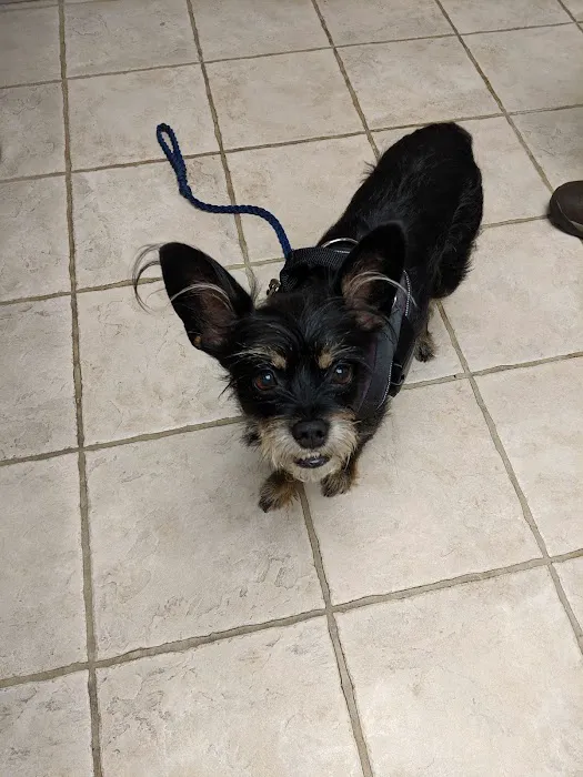VCA Aacacia Animal Hospital Picture 5