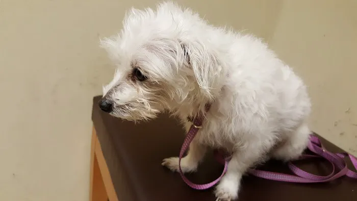 VCA Aacacia Animal Hospital Picture 10