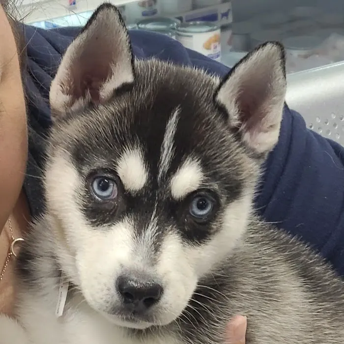 AAA Animal Hospital Picture 6