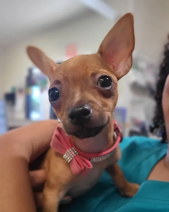 AAA Animal Hospital Picture 2