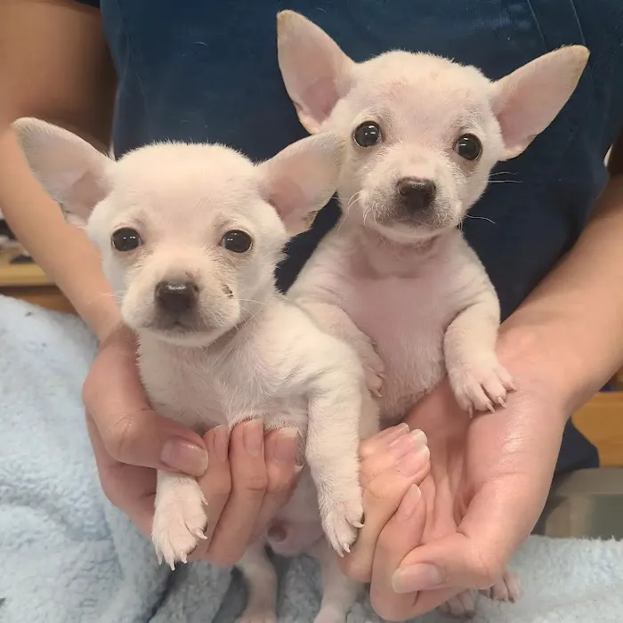 AAA Animal Hospital Picture 9