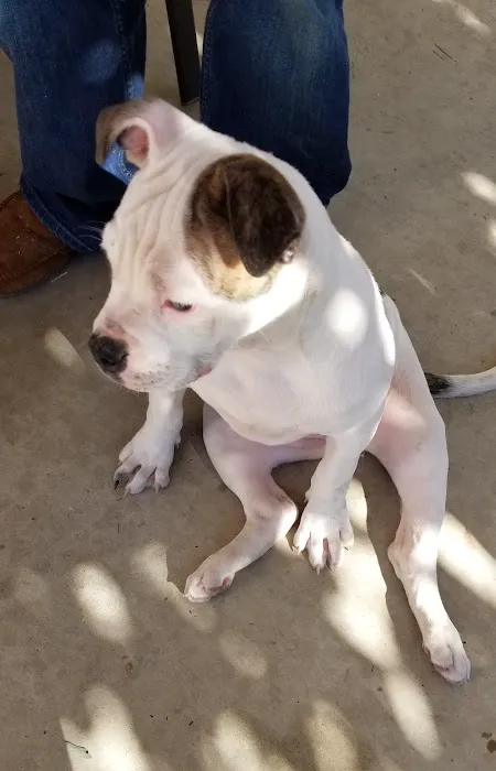 Corona Community Veterinary Hospital Picture 3