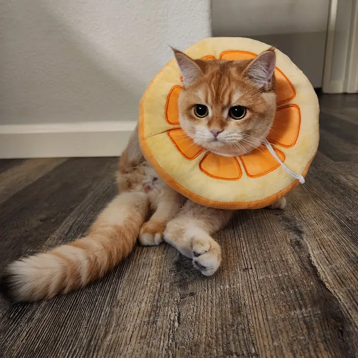 Corona Community Veterinary Hospital Picture 8