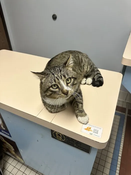 Corona Community Veterinary Hospital Picture 6