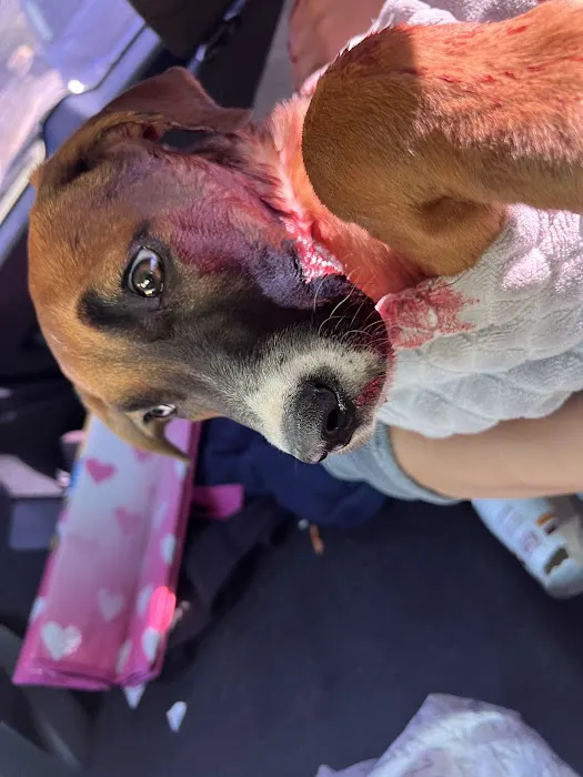 Circle City Animal Hospital Picture 4