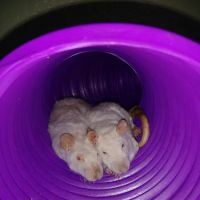 Rialto Animal Hospital: Juarez Shannon DVM ico