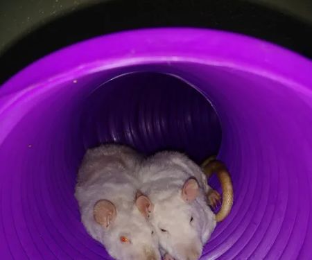 Rialto Animal Hospital: Juarez Shannon DVM