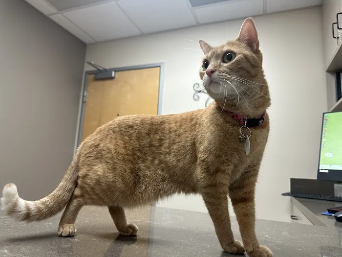 Rialto Cat Hospital Picture 3