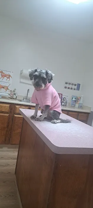 Community Animal Hospital: Ahi K S DVM Picture 1