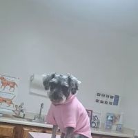 Community Animal Hospital: Ahi K S DVM ico