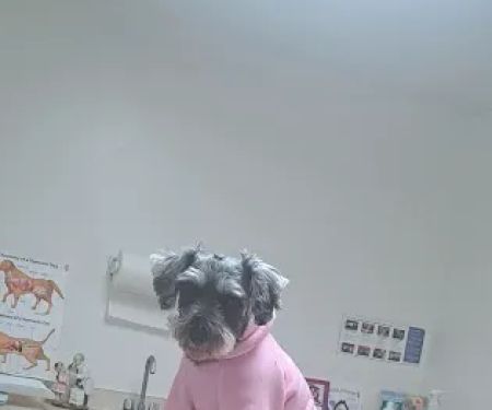 Community Animal Hospital: Ahi K S DVM