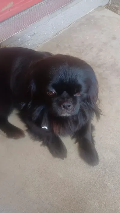 Community Animal Hospital: Ahi K S DVM Picture 4