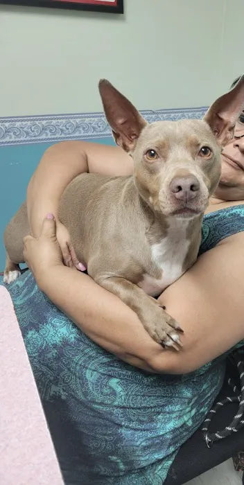 Community Animal Hospital Picture 1