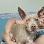 Community Animal Hospital