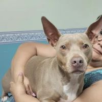Community Animal Hospital ico