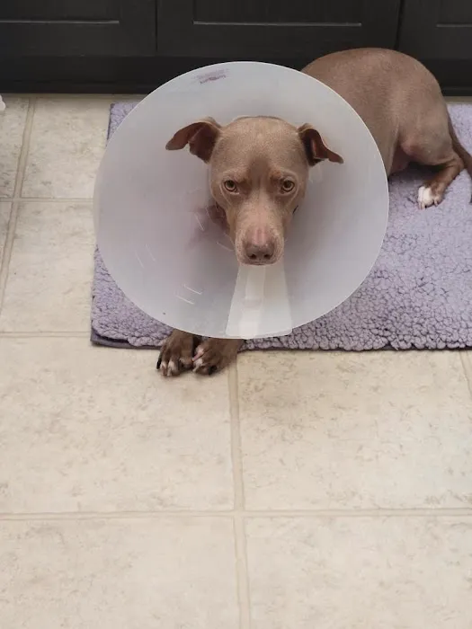 Community Animal Hospital Picture 2